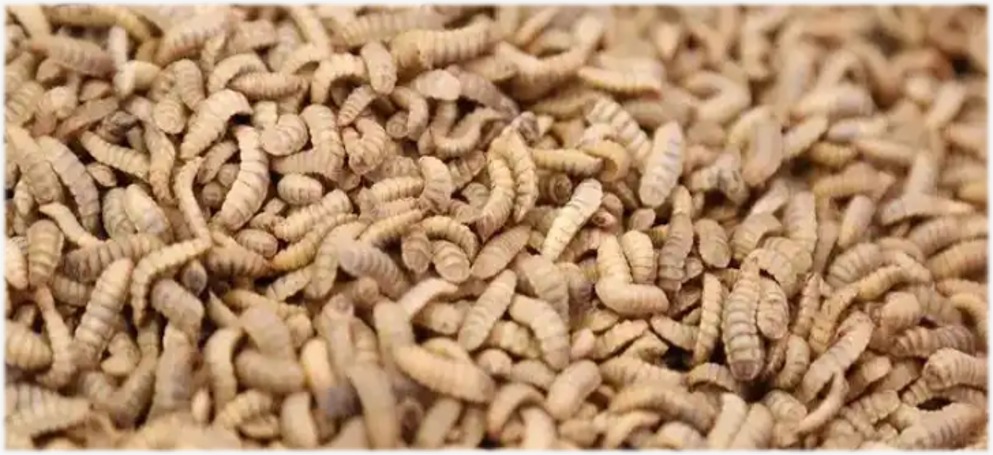 Black Soldier Fly larvae bioconversion