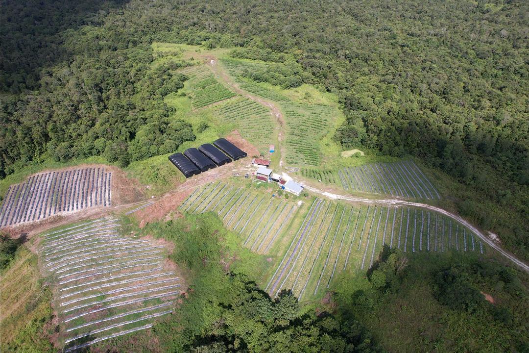 Sacha Inchi regenerative agriculture